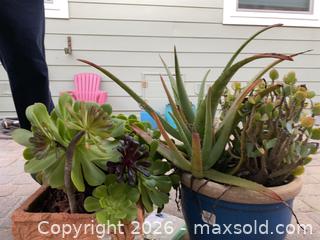MaxSold Auction: Large Terracotta Planters with Succulents - Oxnard (California, USA) PARTNER MANAGED Estate Sale Online Auction - West Fifth Street