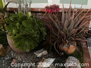 MaxSold Auction: Two Large Terracotta pots with Succulents and Aloe Vera - Oxnard (California, USA) PARTNER MANAGED Estate Sale Online Auction - West Fifth Street