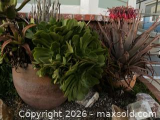 MaxSold Auction: Two Large Terracotta pots with Succulents and Aloe Vera - Oxnard (California, USA) PARTNER MANAGED Estate Sale Online Auction - West Fifth Street