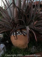MaxSold Auction: Two Large Terracotta pots with Succulents and Aloe Vera - Oxnard (California, USA) PARTNER MANAGED Estate Sale Online Auction - West Fifth Street