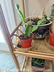 MaxSold Auction: Cacti, Succulents & Orchid B - Barrie (Ontario, Canada) Downsizing Online Auction - Wessenger Drive