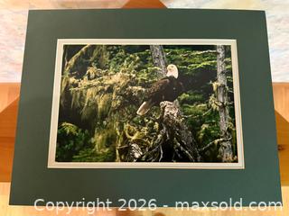 MaxSold Auction: Vintage Art: Rainforest Eagle by Dan Adams Outdoor Photography  - Saratoga (California, USA) SELLER MANAGED Estate Sale Online Auction - Allendale Avenue