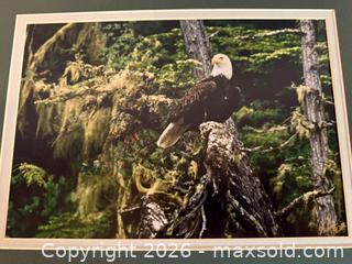 MaxSold Auction: Vintage Art: Rainforest Eagle by Dan Adams Outdoor Photography  - Saratoga (California, USA) SELLER MANAGED Estate Sale Online Auction - Allendale Avenue