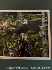 MaxSold Auction: Vintage Art: Rainforest Eagle by Dan Adams Outdoor Photography  - Saratoga (California, USA) SELLER MANAGED Estate Sale Online Auction - Allendale Avenue