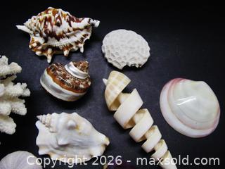 MaxSold Auction: Coral & Seashell Collection - Aurora (Ontario, Canada) PARTNER MANAGED Downsizing Online Auction - Murray Drive