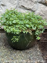 MaxSold Auction: Large pottery outdoor planters - North Vancouver (British Columbia, Canada) SELLER MANAGED Moving Online Auction - Northlands Drive