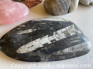 MaxSold Auction: Fossil Rocks - Shells - Petrified Coral & More - Thousand Oaks (California, USA) PARTNER MANAGED Estate Sale Online Auction - Camino Roberto