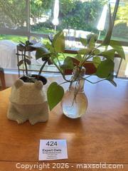 MaxSold Auction: Frog and Lightbulb Planters and Plants - Thousand Oaks (California, USA) PARTNER MANAGED Estate Sale Online Auction - Camino Roberto