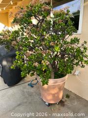 MaxSold Auction: Huge Jade Plant - Thousand Oaks (California, USA) PARTNER MANAGED Estate Sale Online Auction - Camino Roberto