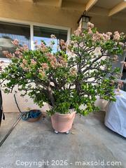 MaxSold Auction: Huge Jade Plant - Thousand Oaks (California, USA) PARTNER MANAGED Estate Sale Online Auction - Camino Roberto