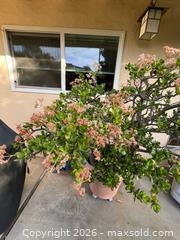 MaxSold Auction: Huge Jade Plant - Thousand Oaks (California, USA) PARTNER MANAGED Estate Sale Online Auction - Camino Roberto