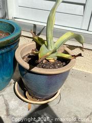 MaxSold Auction: Jade & Agave Plants In Blue Ceramic Pots - Thousand Oaks (California, USA) PARTNER MANAGED Estate Sale Online Auction - Camino Roberto