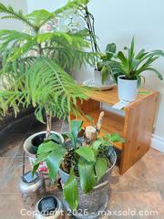 MaxSold Auction: Plants, Small Table  - Kingston (Ontario, Canada) PARTNER MANAGED Downsizing Online Auction - Buckingham Court
