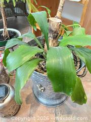 MaxSold Auction: Plants, Small Table  - Kingston (Ontario, Canada) PARTNER MANAGED Downsizing Online Auction - Buckingham Court