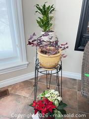 MaxSold Auction: Plants, Stand, Pots - Kingston (Ontario, Canada) PARTNER MANAGED Downsizing Online Auction - Buckingham Court