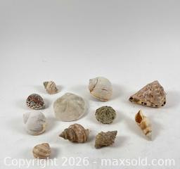 MaxSold Auction: 11 PIECE SEASHELL COLLECTION - Toronto (Ontario, Canada) PARTNER MANAGED Moving Online Auction - Brunswick Avenue