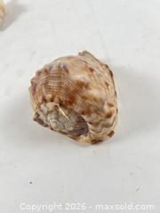 MaxSold Auction: 11 PIECE SEASHELL COLLECTION - Toronto (Ontario, Canada) PARTNER MANAGED Moving Online Auction - Brunswick Avenue