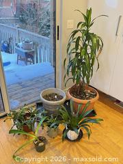 MaxSold Auction: [LOT OF 6] INDOOR HOUSE PLANTS - Toronto (Ontario, Canada) PARTNER MANAGED Moving Online Auction - Brunswick Avenue