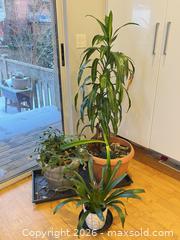 MaxSold Auction: [LOT OF 6] INDOOR HOUSE PLANTS - Toronto (Ontario, Canada) PARTNER MANAGED Moving Online Auction - Brunswick Avenue