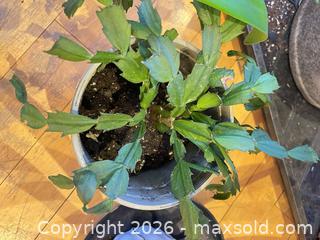 MaxSold Auction: [LOT OF 6] INDOOR HOUSE PLANTS - Toronto (Ontario, Canada) PARTNER MANAGED Moving Online Auction - Brunswick Avenue