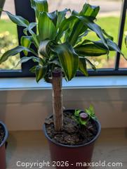 MaxSold Auction: Tropical House Plant (1 per lot, 2 available) - Langley (British Columbia, Canada) SELLER MANAGED Downsizing Online Auction - Southridge Crescent Langley