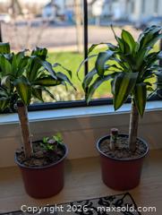 MaxSold Auction: Tropical House Plant (1 per lot, 2 available) - Langley (British Columbia, Canada) SELLER MANAGED Downsizing Online Auction - Southridge Crescent Langley
