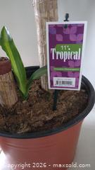 MaxSold Auction: Tropical House Plant (1 per lot, 2 available) - Langley (British Columbia, Canada) SELLER MANAGED Downsizing Online Auction - Southridge Crescent Langley