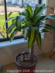 MaxSold Auction: Tropical House Plant (1 per lot, 2 available) - Langley (British Columbia, Canada) SELLER MANAGED Downsizing Online Auction - Southridge Crescent Langley
