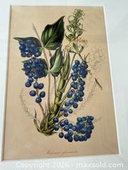 MaxSold Auction: Original Antique Botanical Art B - Richmond (British Columbia, Canada) SELLER MANAGED Downsizing Online Auction - Hollybank Drive