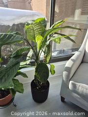 MaxSold Auction: Dieffenbachia (Dumb Cane) Houseplant with Decorative Pot - Toronto (Ontario, Canada) PARTNER MANAGED Downsizing Online Auction - Cavotti Crescent
