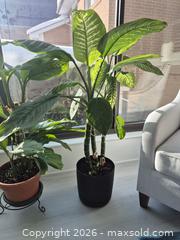 MaxSold Auction: Dieffenbachia (Dumb Cane) Houseplant with Decorative Pot - Toronto (Ontario, Canada) PARTNER MANAGED Downsizing Online Auction - Cavotti Crescent