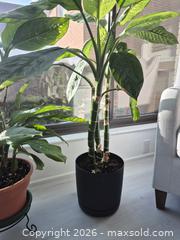 MaxSold Auction: Dieffenbachia (Dumb Cane) Houseplant with Decorative Pot - Toronto (Ontario, Canada) PARTNER MANAGED Downsizing Online Auction - Cavotti Crescent