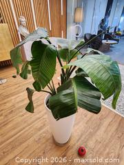 MaxSold Auction: 28" Pot w/ Birds of Paradise Live Plant #1 - Mississauga (Ontario, Canada) PARTNER MANAGED Reseller Online Auction -  Dundas Street East