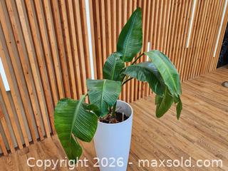 MaxSold Auction: 28" Pot w/ Birds of Paradise Live Plant #2 - Mississauga (Ontario, Canada) PARTNER MANAGED Reseller Online Auction -  Dundas Street East