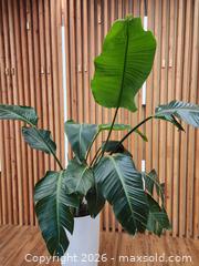 MaxSold Auction: 28" Pot w/ Birds of Paradise Live Plant #3 - Mississauga (Ontario, Canada) PARTNER MANAGED Reseller Online Auction -  Dundas Street East