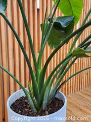 MaxSold Auction: 28" Pot w/ Birds of Paradise Live Plant #3 - Mississauga (Ontario, Canada) PARTNER MANAGED Reseller Online Auction -  Dundas Street East