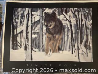 MaxSold Auction: Jim Brandenburg Wolf Landscape Poster, Large Horizontal - Vancouver (British Columbia, Canada) PARTNER MANAGED Commercial Liquidation Online Auction -  East Hastings