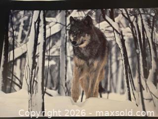 MaxSold Auction: Jim Brandenburg Wolf Landscape Poster, Large Horizontal - Vancouver (British Columbia, Canada) PARTNER MANAGED Commercial Liquidation Online Auction -  East Hastings