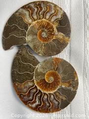 MaxSold Auction: AMMONITE PAIR - "Cleoniceras" - 102-110 million years old  - Shelburne (Ontario, Canada) SELLER MANAGED Downsizing Online Auction - Main Street East