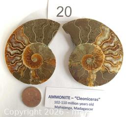 MaxSold Auction: AMMONITE PAIR - "Cleoniceras" - 102-110 million years old  - Shelburne (Ontario, Canada) SELLER MANAGED Downsizing Online Auction - Main Street East