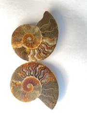 MaxSold Auction: AMMONITE PAIR - "Cleoniceras" - 102-110 million years old  - Shelburne (Ontario, Canada) SELLER MANAGED Downsizing Online Auction - Main Street East