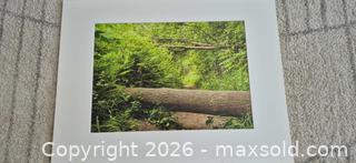 MaxSold Auction: Original Landscape Nature Photograph — Horizontal, Green - Markham (Ontario, Canada) PARTNER MANAGED Estate Sale Online Auction - Forest Park Crescent