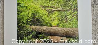 MaxSold Auction: Original Landscape Nature Photograph — Horizontal, Green - Markham (Ontario, Canada) PARTNER MANAGED Estate Sale Online Auction - Forest Park Crescent