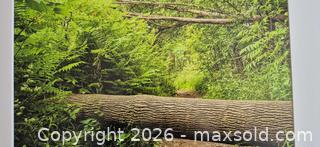 MaxSold Auction: Original Landscape Nature Photograph — Horizontal, Green - Markham (Ontario, Canada) PARTNER MANAGED Estate Sale Online Auction - Forest Park Crescent