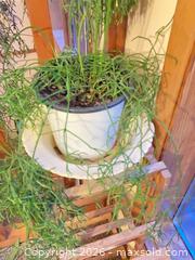 MaxSold Auction: 2 plants and stand - Salmon Arm (British Columbia, Canada) SELLER MANAGED Downsizing Online Auction - 5 Avenue North East                    