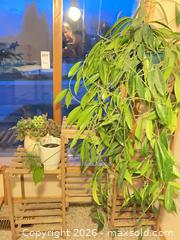 MaxSold Auction: 3 plants and stand - Salmon Arm (British Columbia, Canada) SELLER MANAGED Downsizing Online Auction - 5 Avenue North East                    