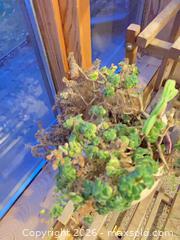 MaxSold Auction: 3 plants and stand - Salmon Arm (British Columbia, Canada) SELLER MANAGED Downsizing Online Auction - 5 Avenue North East                    