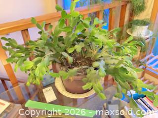 MaxSold Auction: Live cactus - Salmon Arm (British Columbia, Canada) SELLER MANAGED Downsizing Online Auction - 5 Avenue North East                    
