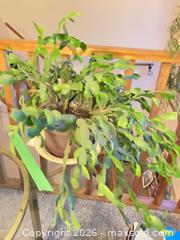 MaxSold Auction: Live cactus - Salmon Arm (British Columbia, Canada) SELLER MANAGED Downsizing Online Auction - 5 Avenue North East                    