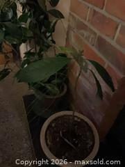 MaxSold Auction: Live plants - Salmon Arm (British Columbia, Canada) SELLER MANAGED Downsizing Online Auction - 5 Avenue North East                    